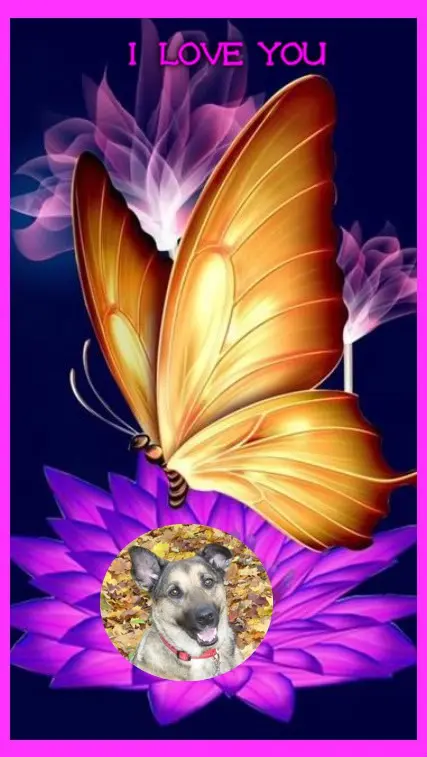 Condolence image of Gute Nacht❤️❤️❤️