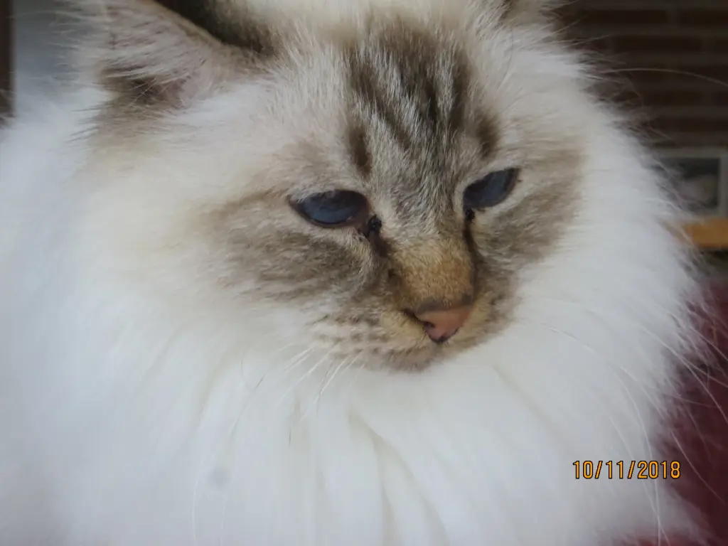 Condolence image of Uschi mit Shiva, Jojo und Merlin