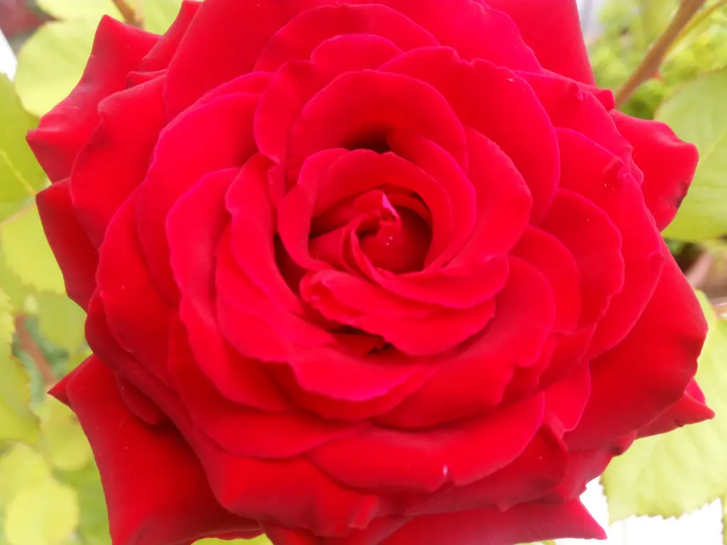 Condolence image of Post von Balou