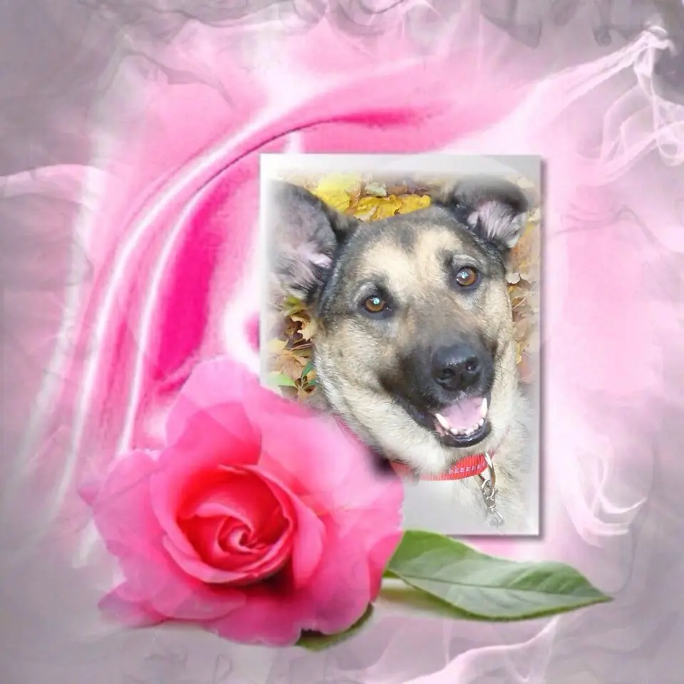 Condolence image of ❤️❤️❤️