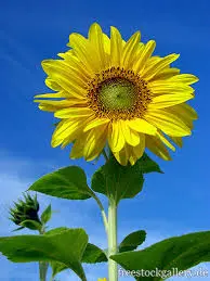 Condolence image of Brigitte mit Nelly, Benny und Axel im Herzen