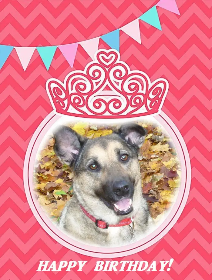 Condolence image of 17. Geburtstag❤️Unsere Liebste❤️❤️❤️❤️❤️❤️Lunchen❤️⭐️