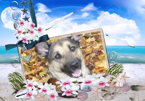 Condolence image of Sonntags❤️Rosenchen❤️❤️❤️❤️❤️❤️