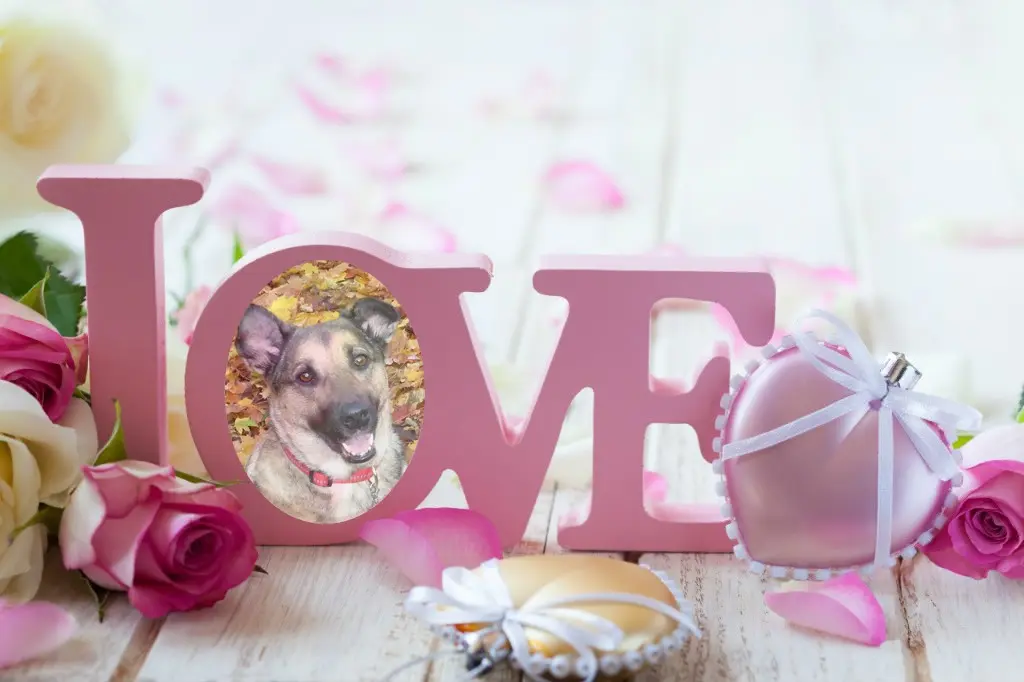 Condolence image of Fur Liebste❤️❤️❤️Lunchen❤️⭐️