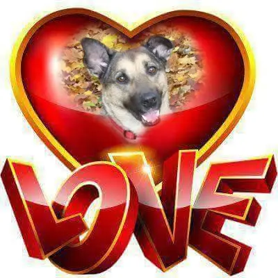 Condolence image of Fur Liebste❤️❤️❤️Lunchen❤️⭐️🐕und Liebste❤️❤️❤️Gabs❤️⭐️