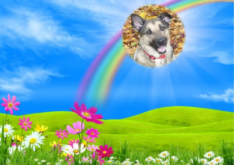 Condolence image of Fur Liebste❤️❤️❤️Lunchen❤️⭐️🐕und Liebste❤️❤️❤️Gabs❤️⭐️