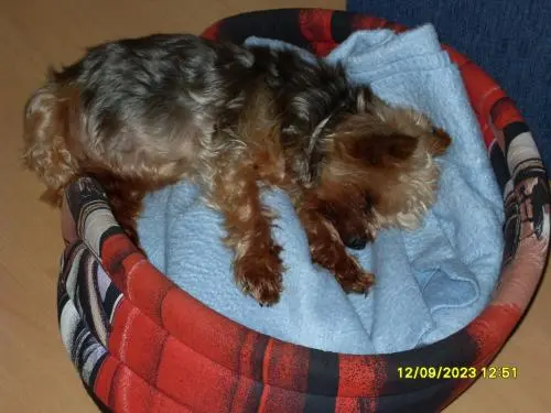 Image from Denny