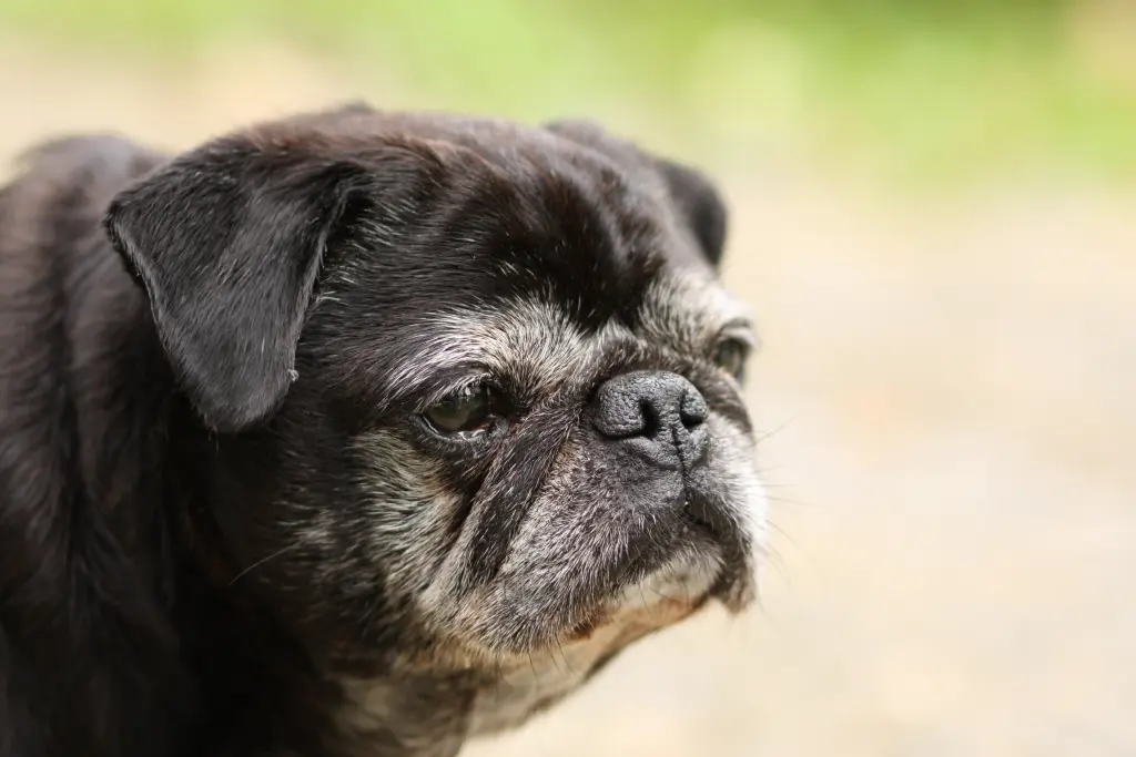 Condolence image of Cornelia mit Bruno & Barni im Herzen