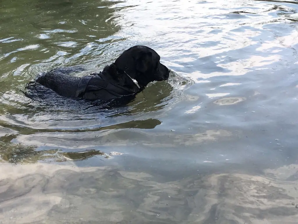 Condolence image of Heidi mit Buddy