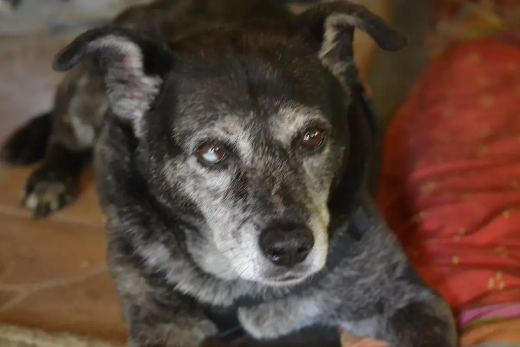 Condolence image of Heike