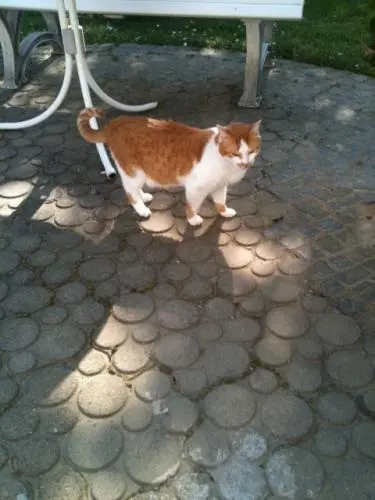 Image from Sammy