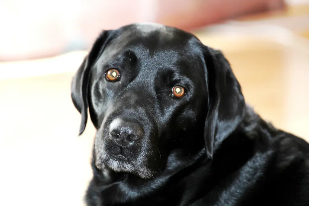 Condolence image of Henry mit Buddy im Herzen