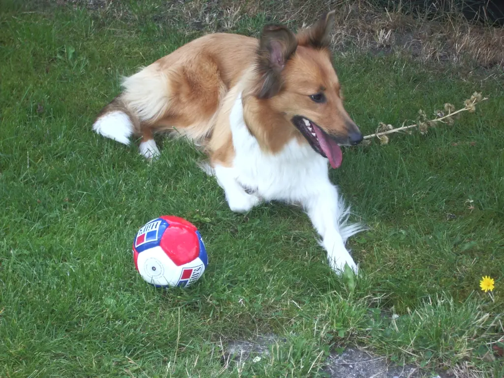 Condolence image of Katharina mit Merle im Herzen