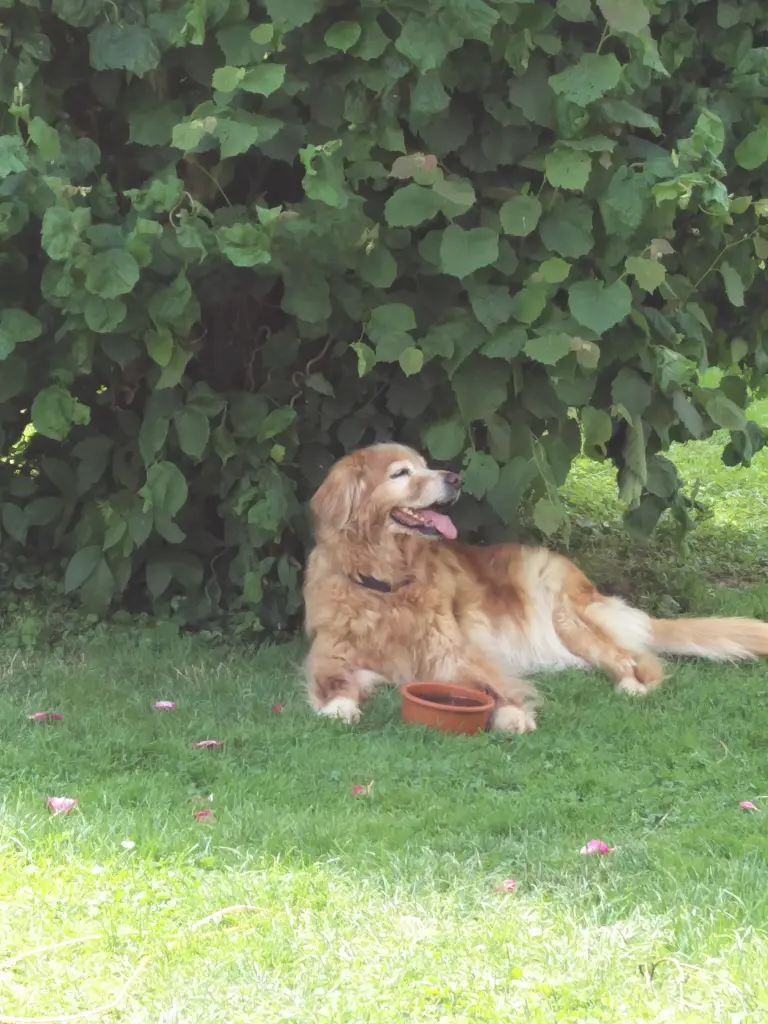 Condolence image of Michael mit Alesca +27.11.2017