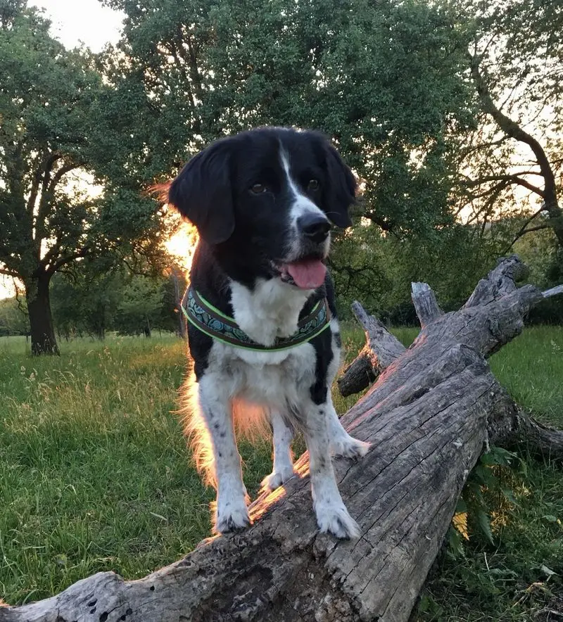 Condolence image of Roger