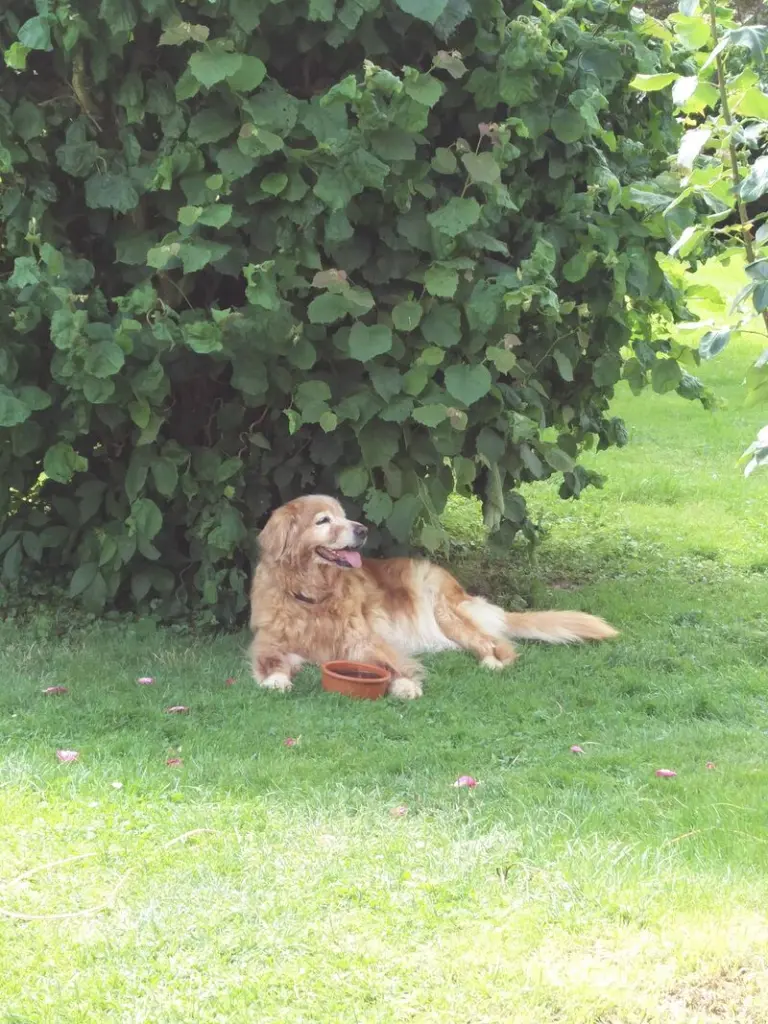 Condolence image of Michael mit Alesca +27.11.2017