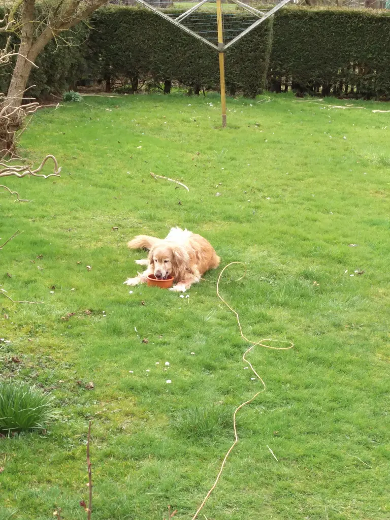 Condolence image of Michael mit Alesca +27.11.2017