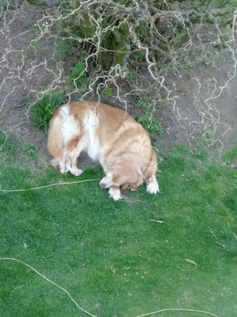 Condolence image of Michael mit Alesca +27.11.2017