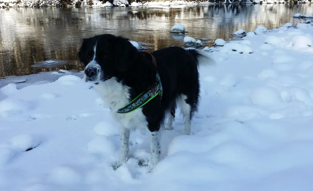 Condolence image of Bettina 