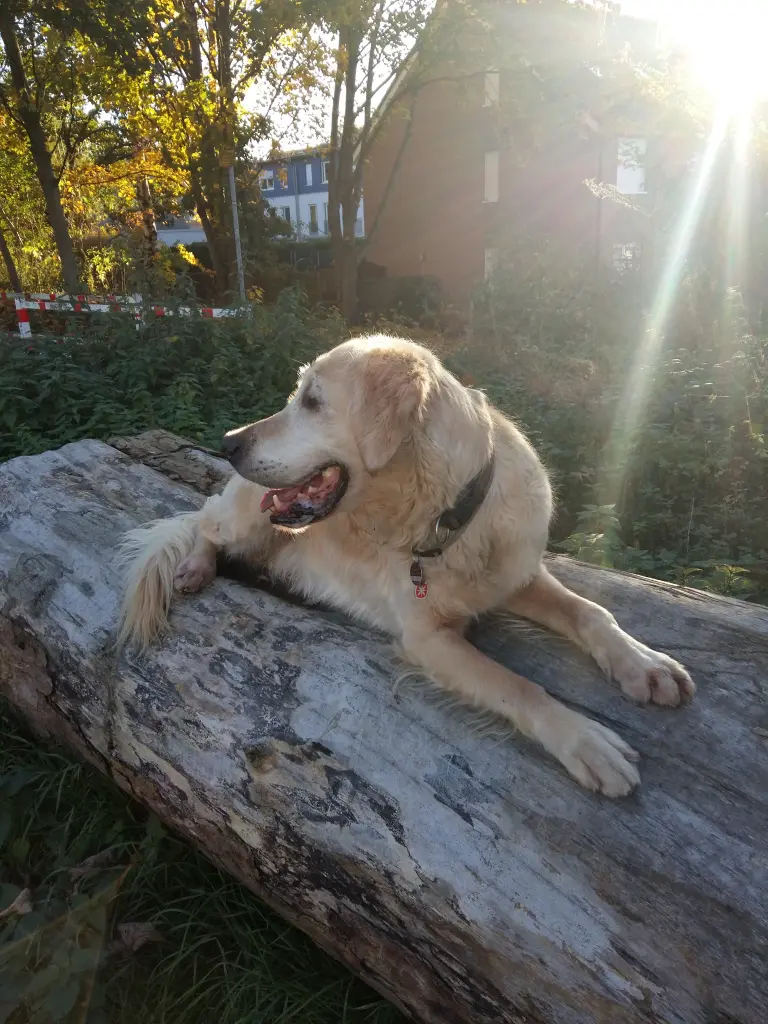 Condolence image of Kerstin mit Bolle 