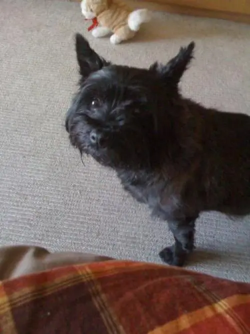 Image from Fienchen Liebster Hund der Welt
