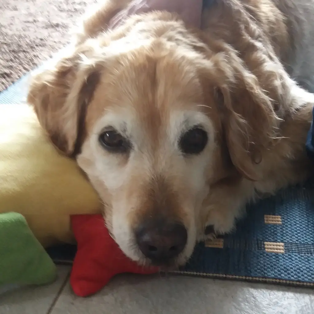 Andachtsbild von Micha mit Cäsar im Herzen