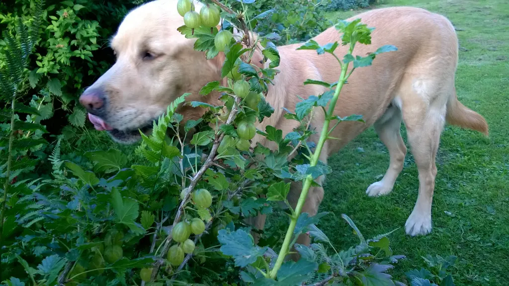 Andachtsbild von Angelika