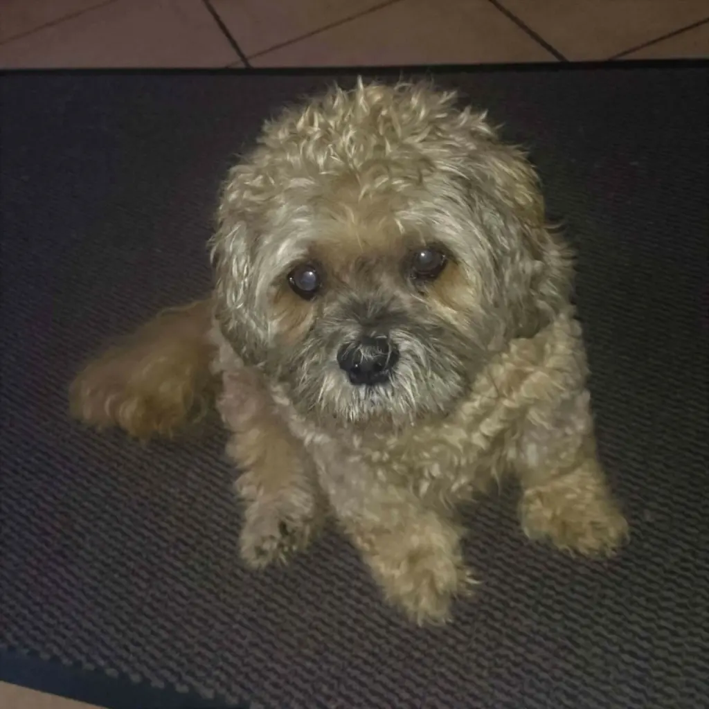 Andachtsbild von Angelika mit Balou im Herzen