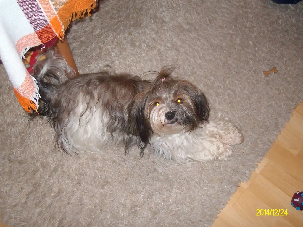 Image from Lena (Komtess Kalena) 