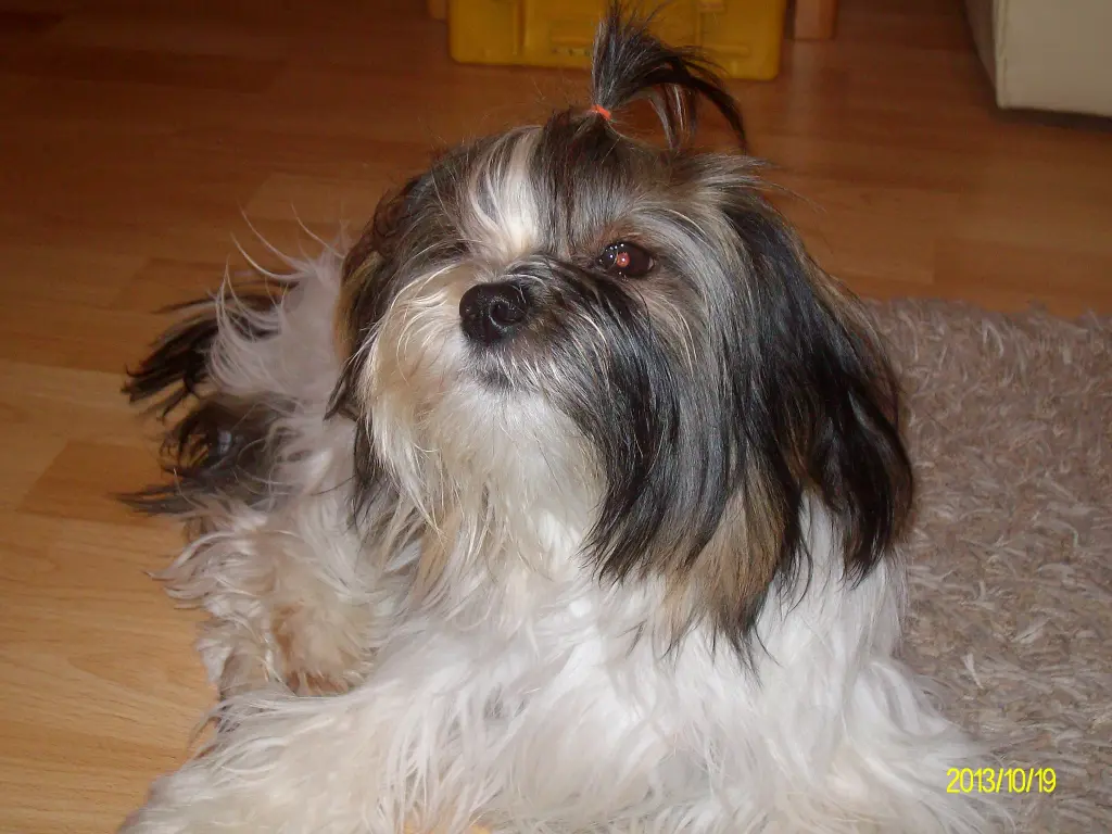 Image from Lena (Komtess Kalena) 