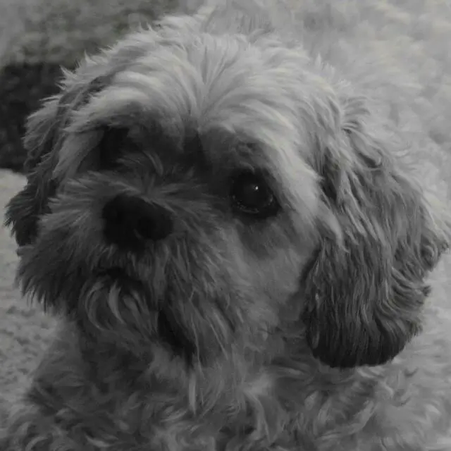 Condolence image of Angelika mit Balou im Herzen