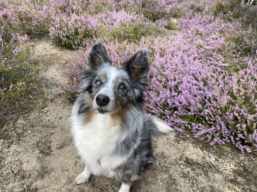 Andachtsbild von Unbekannt