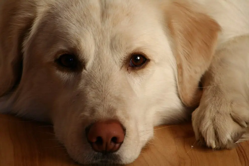 Image from Schroeder