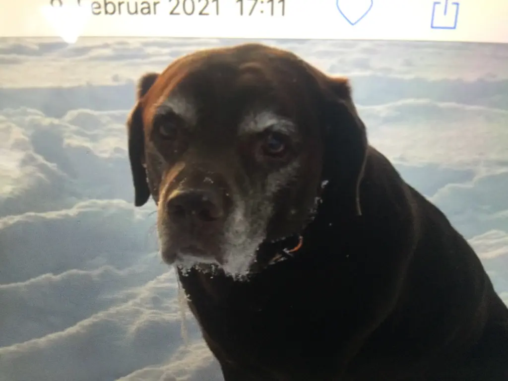 Andachtsbild von Ilona