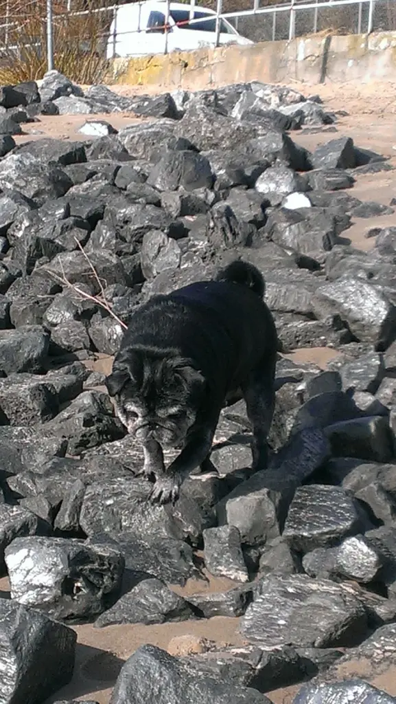 Condolence image of Mara