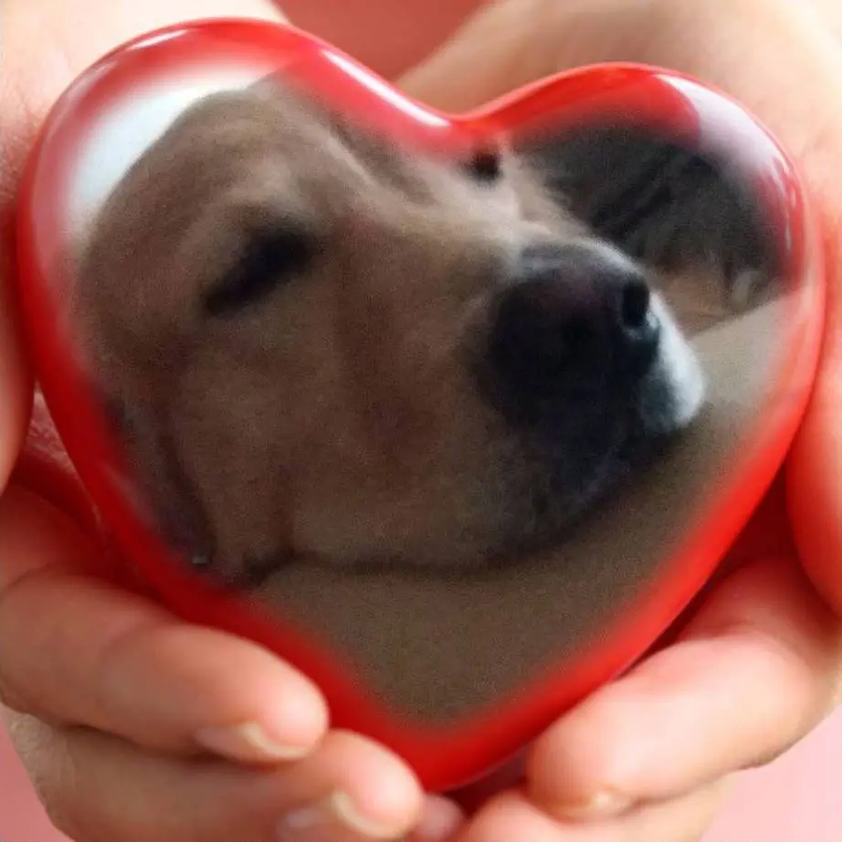 Condolence image of Adele