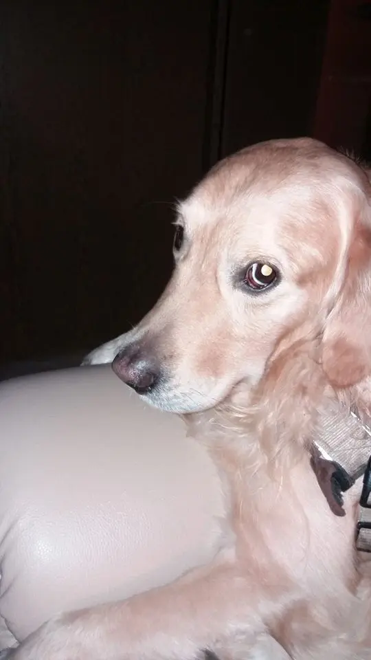 Condolence image of ADELE