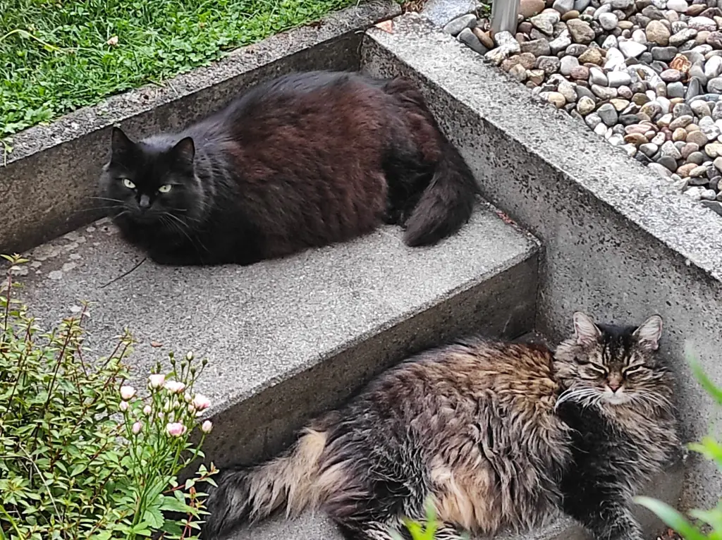 Andachtsbild von Nicole mit Roxy u. Nell