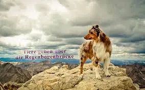 Condolence image of Angelika mit Balou im Herzen