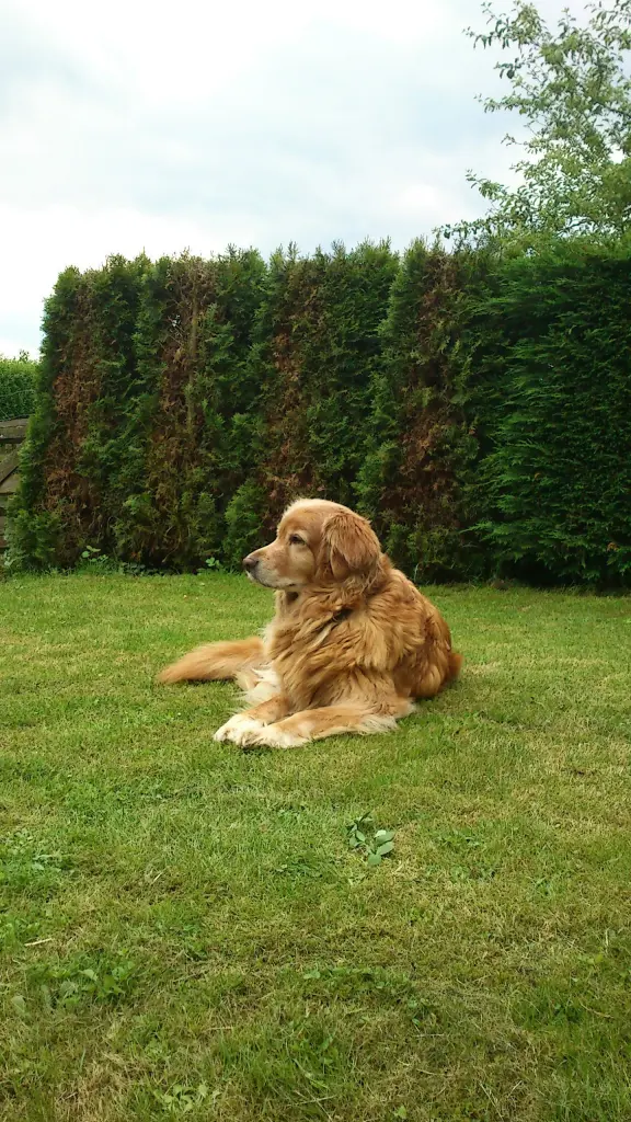 Condolence image of Michael mit Alesca +27.11.2017