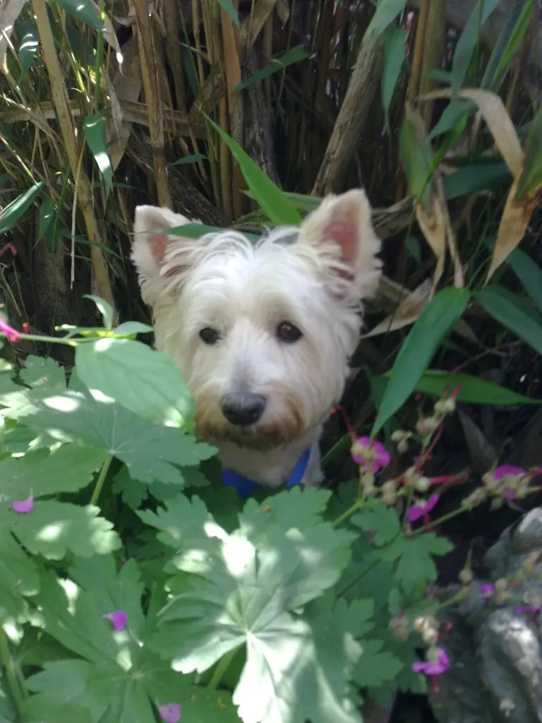 Condolence image of AnjaS