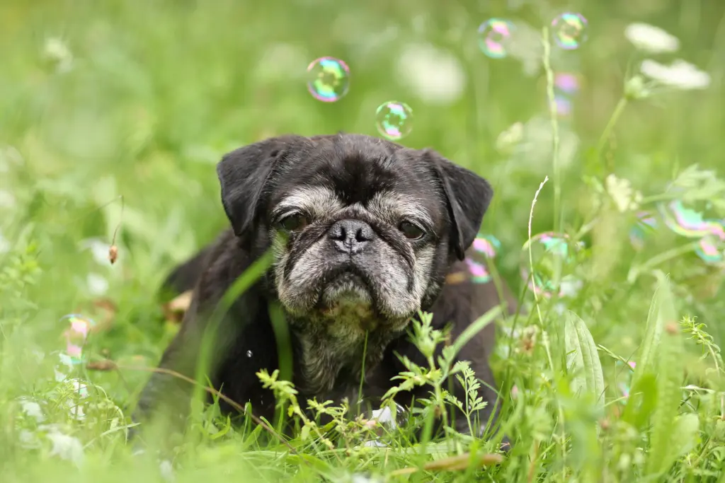 Condolence image of Cornelia mit Bruno & Barni im Herzen