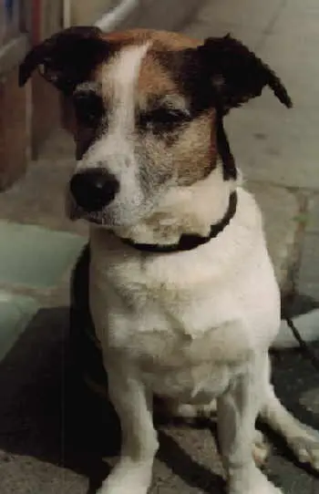 Image from Schlamperle