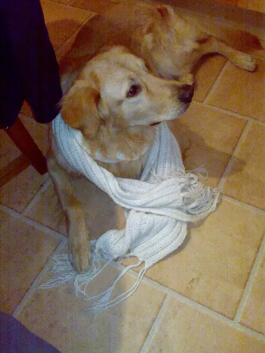 Andachtsbild von BETTINA