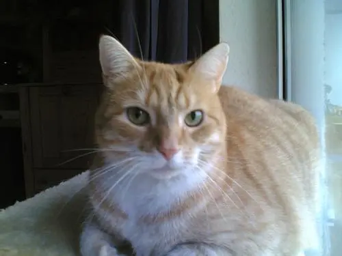 Image from Muffin