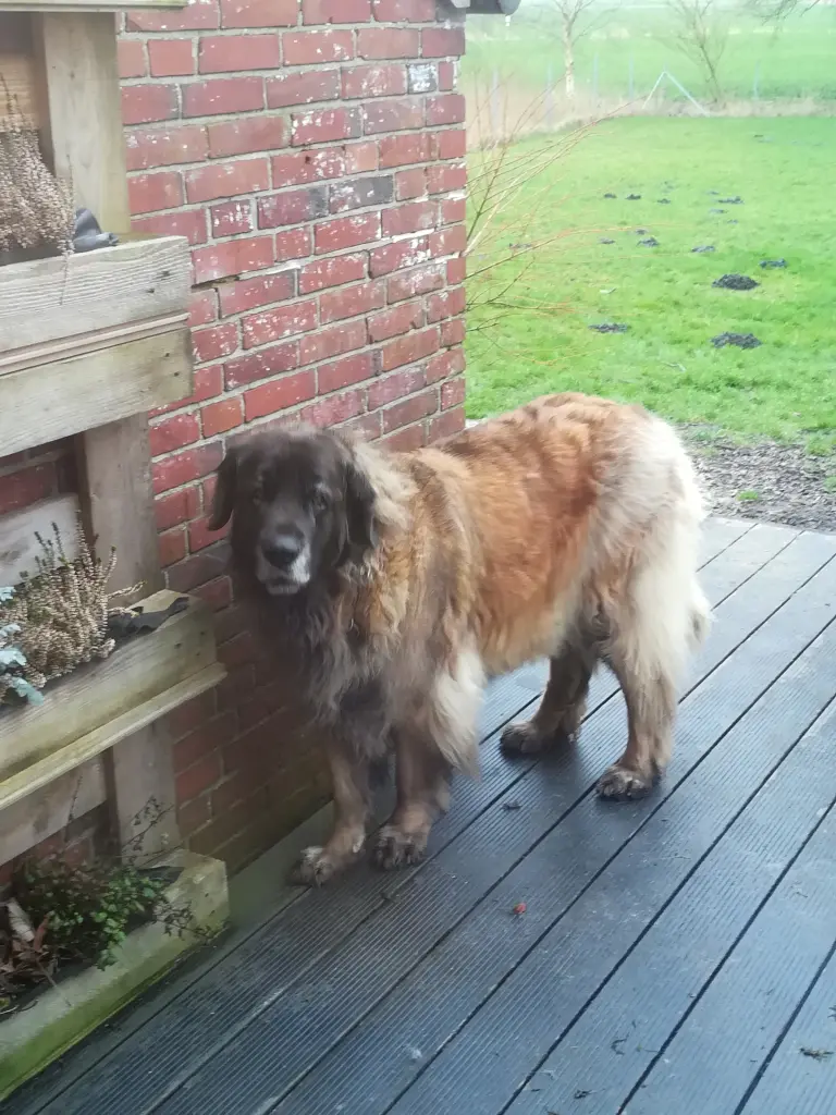 Condolence image of Ronja mit Ju