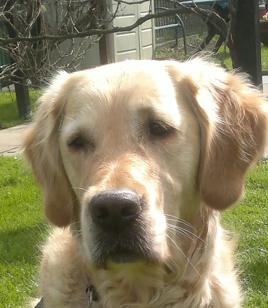 Condolence image of Kerstin mit Bolle 