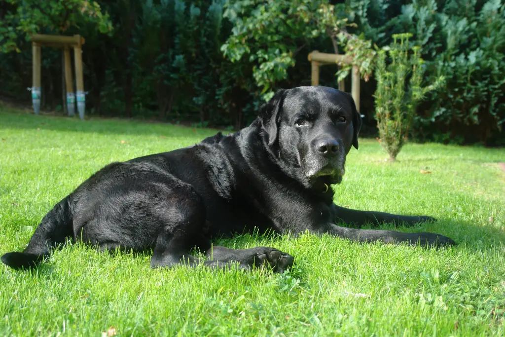Condolence image of Martina mit Seelenhund Max