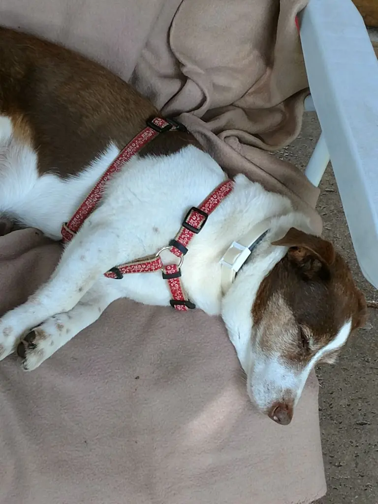 Condolence image of Sabine