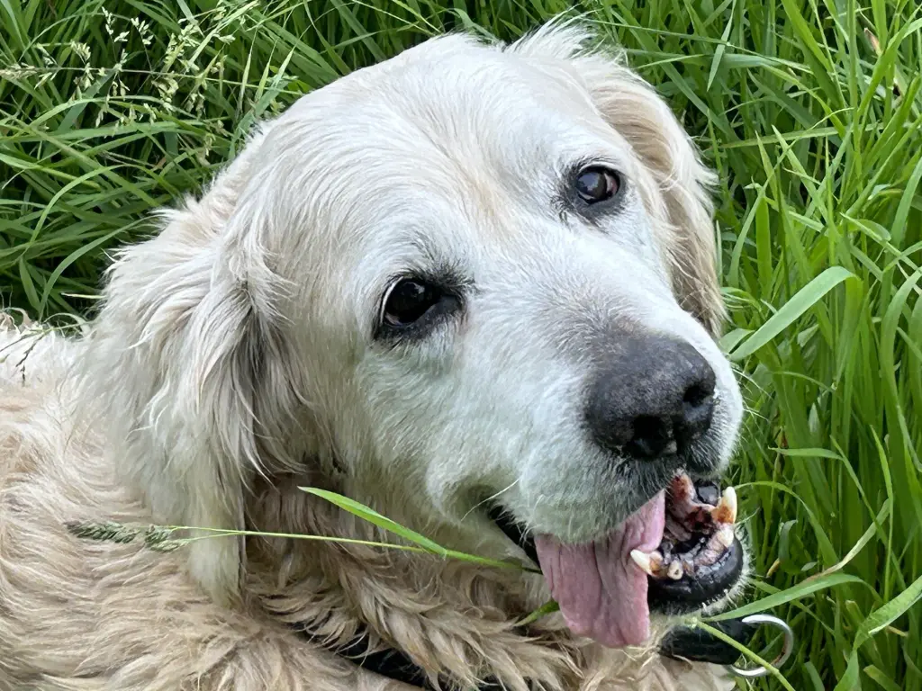 Andachtsbild von Martina